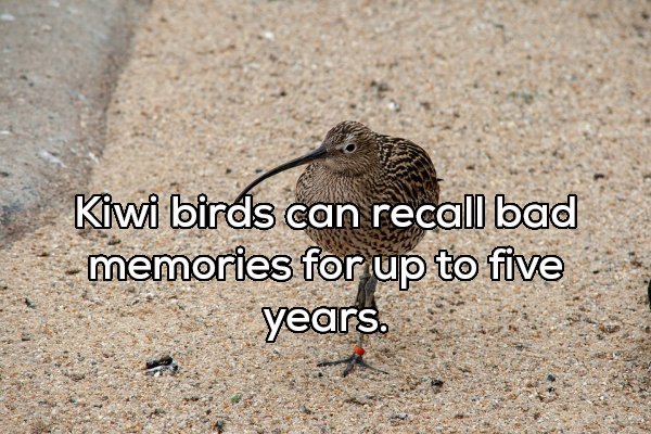 kiwi bird - Kiwi birds can recall bad memories for up to five years.