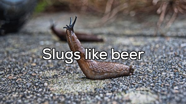 rat lungworm slug - Slugs beer