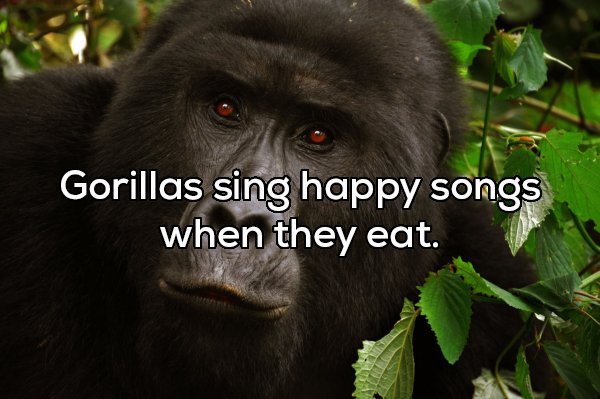 Mountain gorilla - Gorillas sing happy songs when they eat.