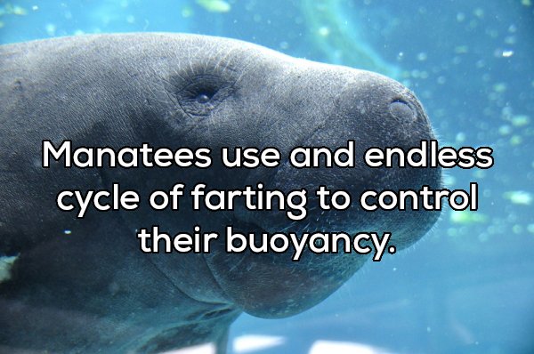 marine mammal - Manatees use and endless cycle of farting to control their buoyancy.