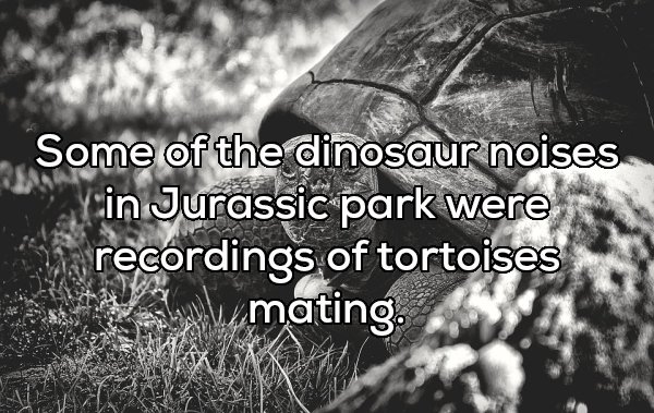 Turtle - Some of the dinosaur noises nacin Jurassic park were recordings of tortoises mating