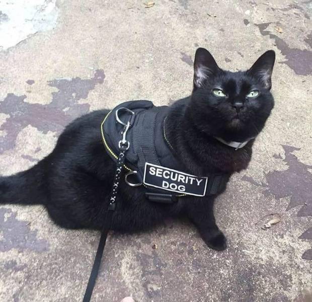 black cat - Security Dog