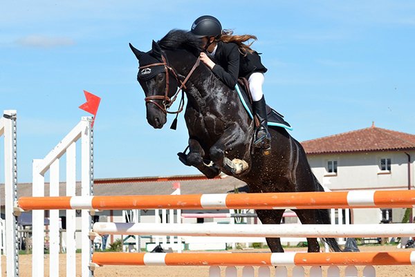 black horse jumping - Ni All