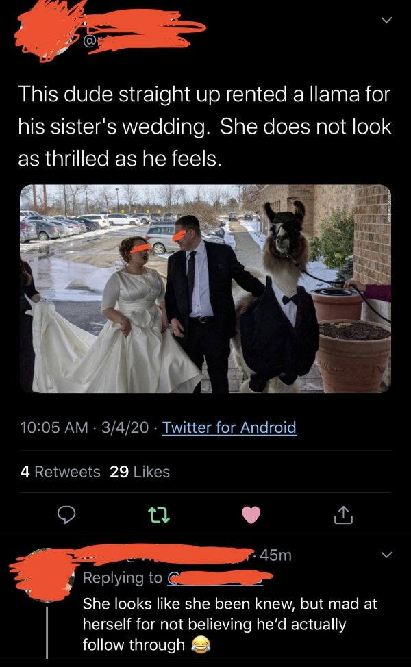 poster - This dude straight up rented a llama for his sister's wedding. She does not look as thrilled as he feels. 3420 Twitter for Android, 4 29 o 27 45m She looks she been knew, but mad at herself for not believing he'd actually through