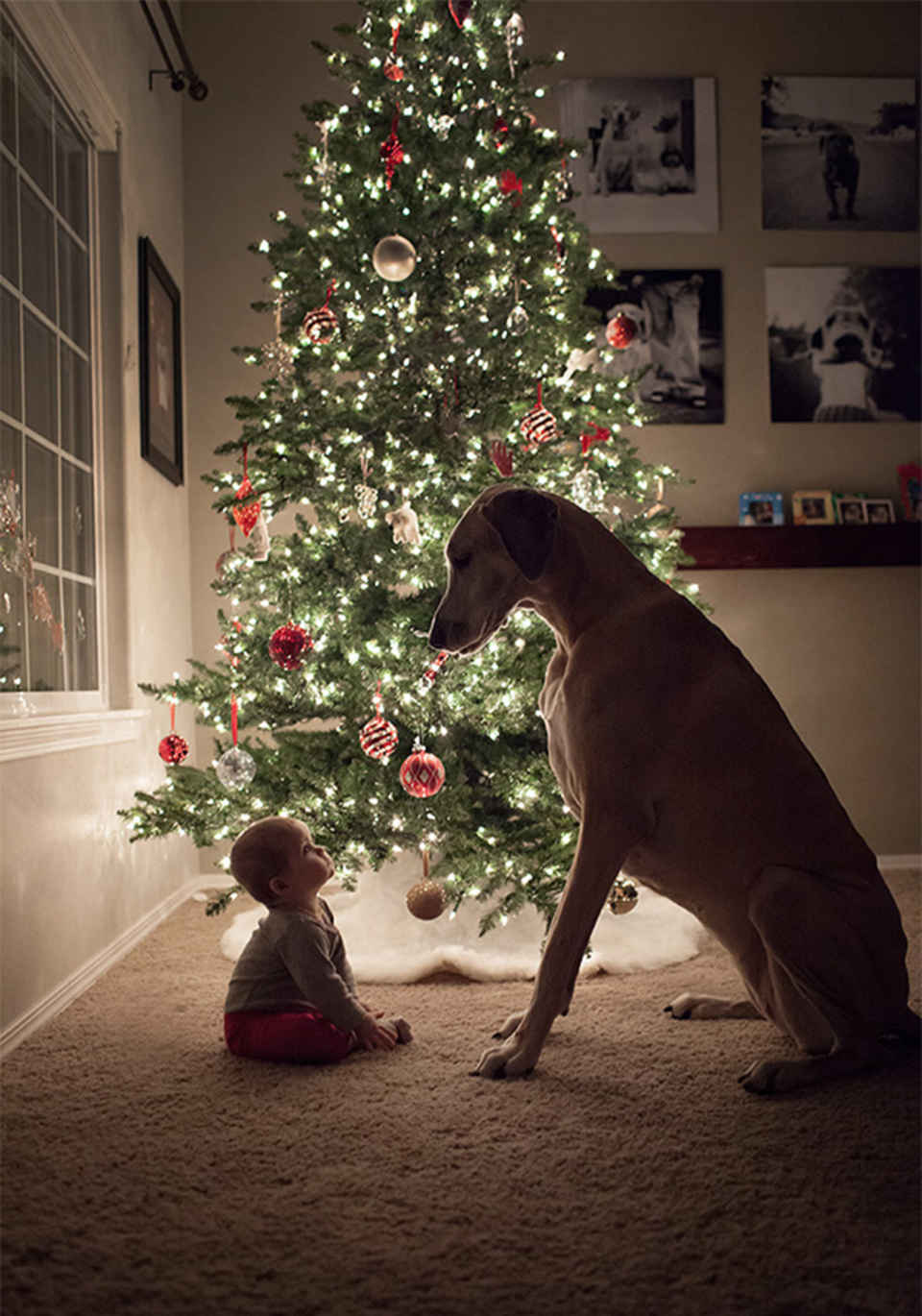 christmas tree dog