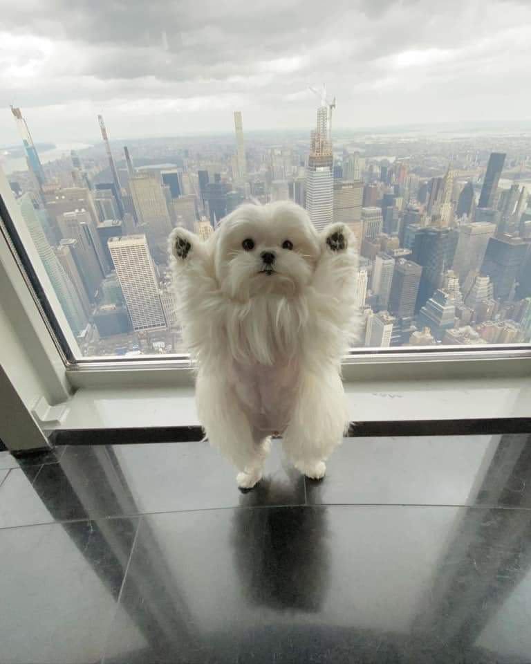 dog empire state building