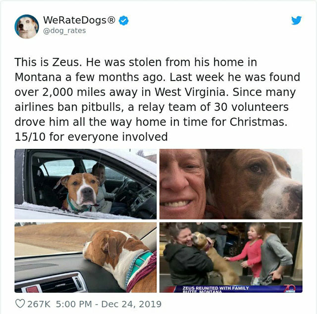 dog - WeRateDogs This is Zeus. He was stolen from his home in Montana a few months ago. Last week he was found over 2,000 miles away in West Virginia. Since many airlines ban pitbulls, a relay team of 30 volunteers drove him all the way home in time for…