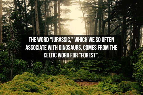 skydio 2 - The Word Jurassic, Which We So Often Associate With Dinosaurs, Comes From The Celtic Word For Forest.