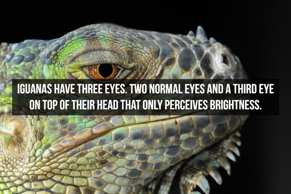 Iguanas Have Three Eyes. Two Normal Eyes And A Third Eye On Top Of Their Head That Only Perceives Brightness.
