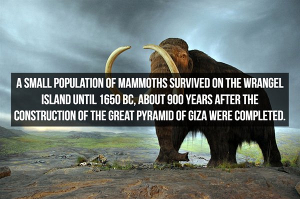 woolly mammoth - A Small Population Of Mammoths Survived On The Wrangel Island Until 1650 Bc. About 900 Years After The Construction Of The Great Pyramid Of Giza Were Completed.