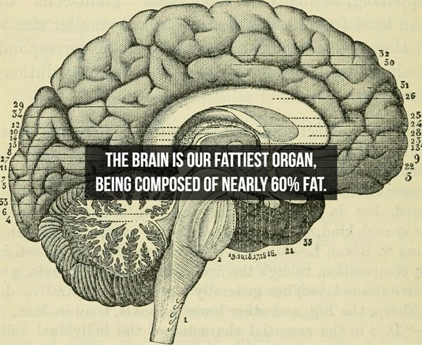 brain illustration - 25 LE24 28 23 Wd 13 The Brain Is Our Fattiest Organ. Being Composed Of Nearly 60% Fat. 4 al 35 4920181725 16. 21