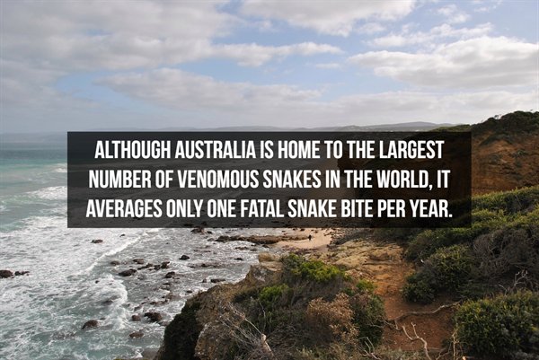 nature reserve - Although Australia Is Home To The Largest Number Of Venomous Snakes In The World. It Averages Only One Fatal Snake Bite Per Year.