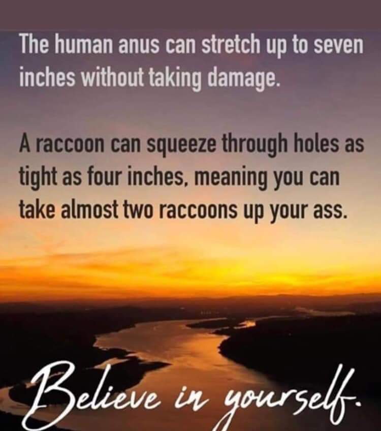 racoon in ass meme - The human anus can stretch up to seven inches without taking damage. A raccoon can squeeze through holes as tight as four inches, meaning you can take almost two raccoons up your ass. Believe in yourself.