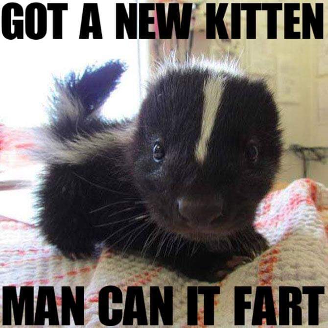 got a new kitten man can it fart - Got A New Kitten Man Can It Fart