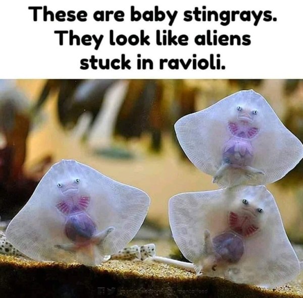 baby stingray alien ravioli - These are baby stingrays. They look aliens stuck in ravioli.