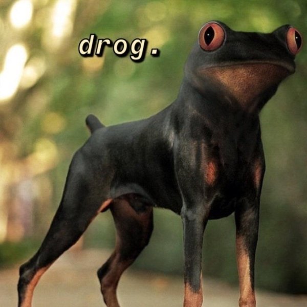 best doberman dog