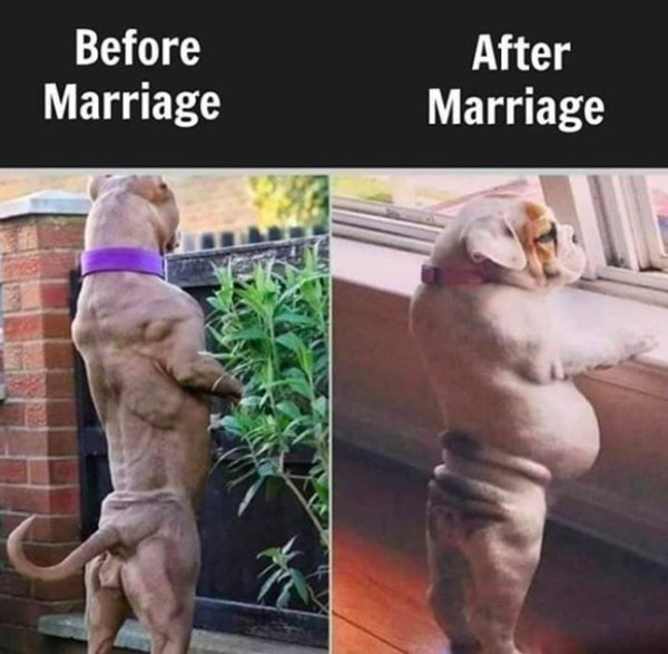 buff dog - Before Marriage After Marriage