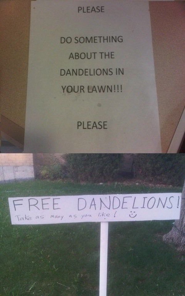 passive aggressive neighbors - Please Do Something About The Dandelions In Your Lawn!!! Please Free Dandelions! Take as many as you !