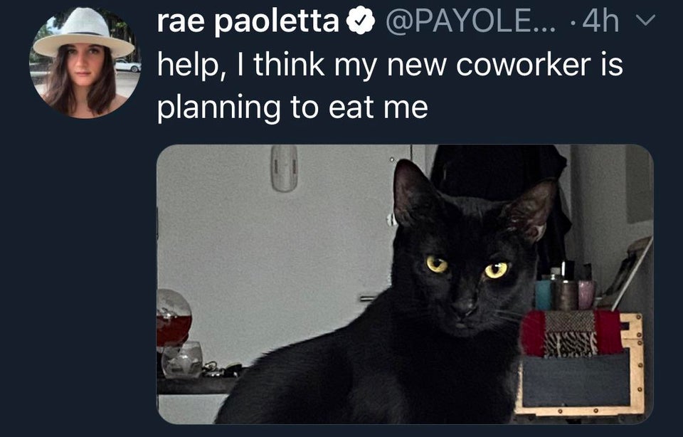 photo caption - rae paoletta ... 4h v help, I think my new coworker is planning to eat me