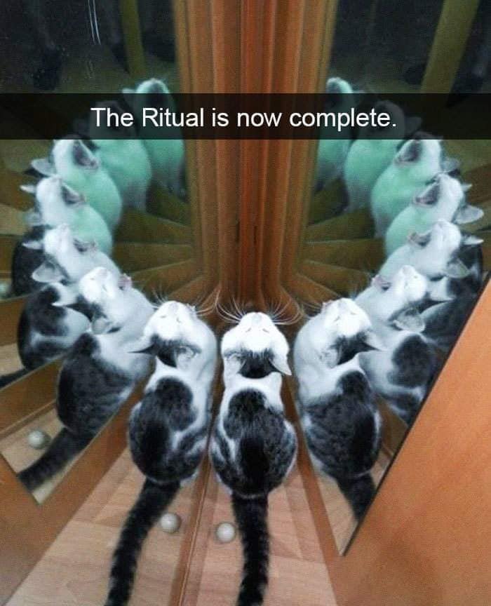 cats ritual - The Ritual is now complete.