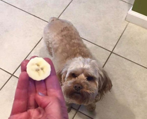 dog face banana