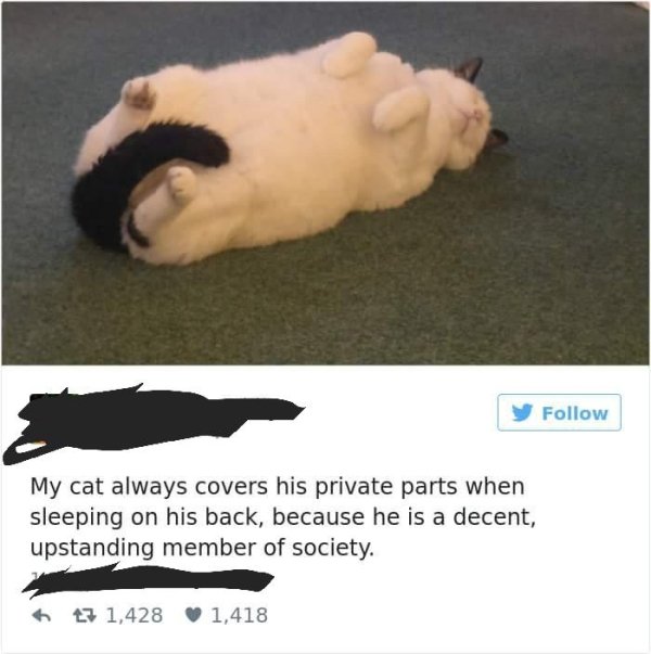 upstanding member of society - My cat always covers his private parts when sleeping on his back, because he is a decent, upstanding member of society. 7 1,428 1,418