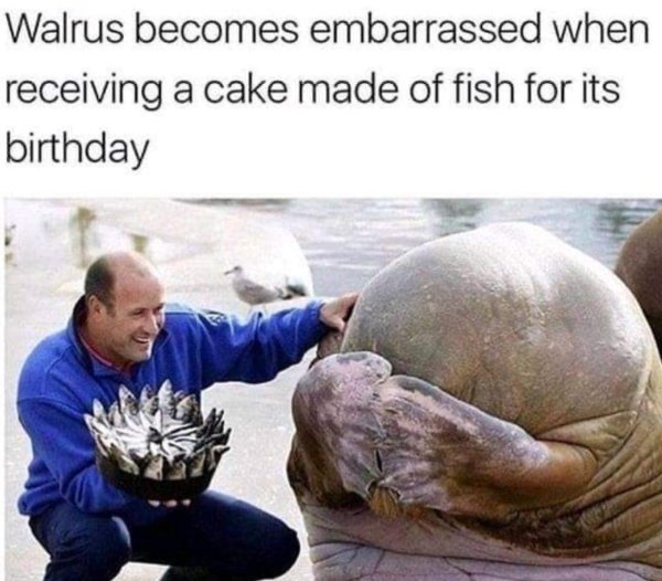 walrus fish cake - Walrus becomes embarrassed when receiving a cake made of fish for its birthday