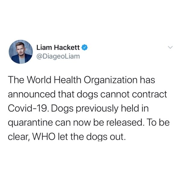 angle - Liam Hackett The World Health Organization has announced that dogs cannot contract Covid19. Dogs previously held in quarantine can now be released. To be clear, Who let the dogs out.