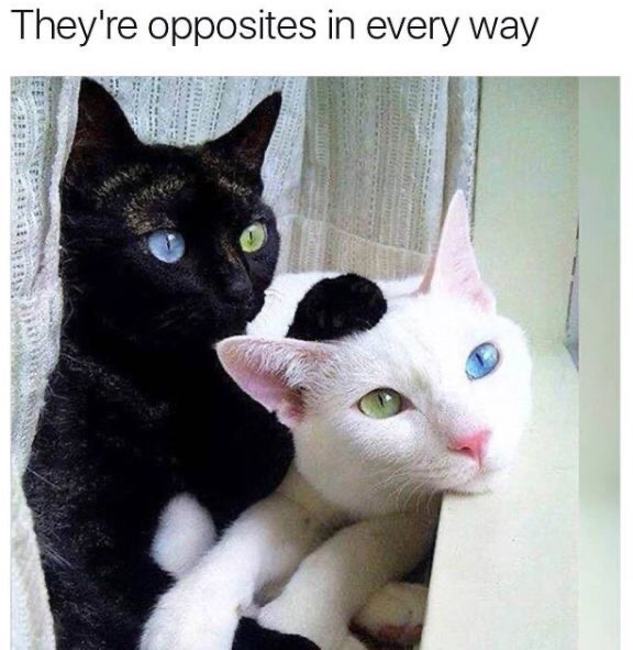 funny cat memes - They're opposites in every way