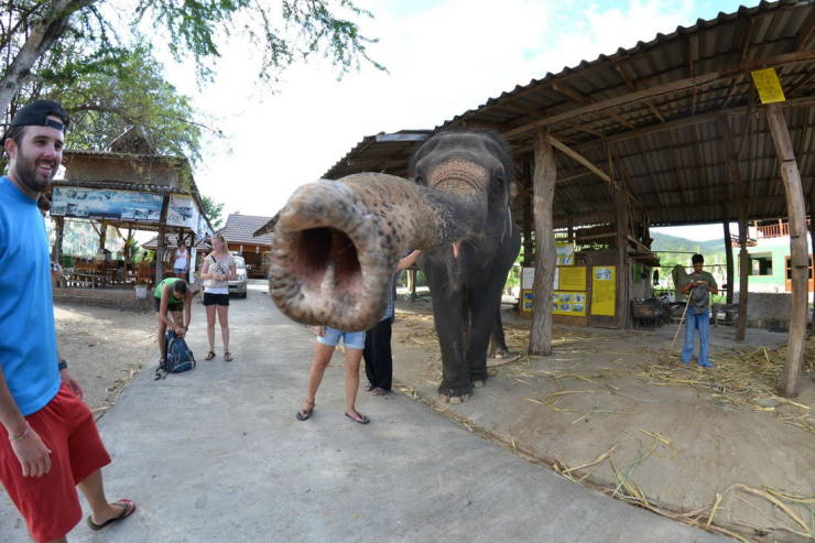 banana elephant thai