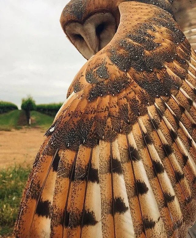 barn owl feathers