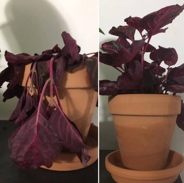 plant before and after watering
