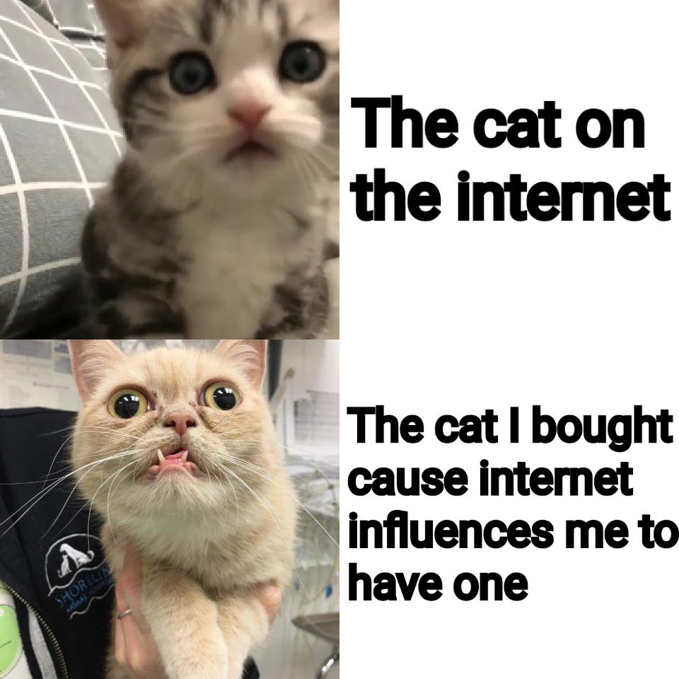 уродливая кошка - The cat on the internet The cat I bought cause internet influences me to have one