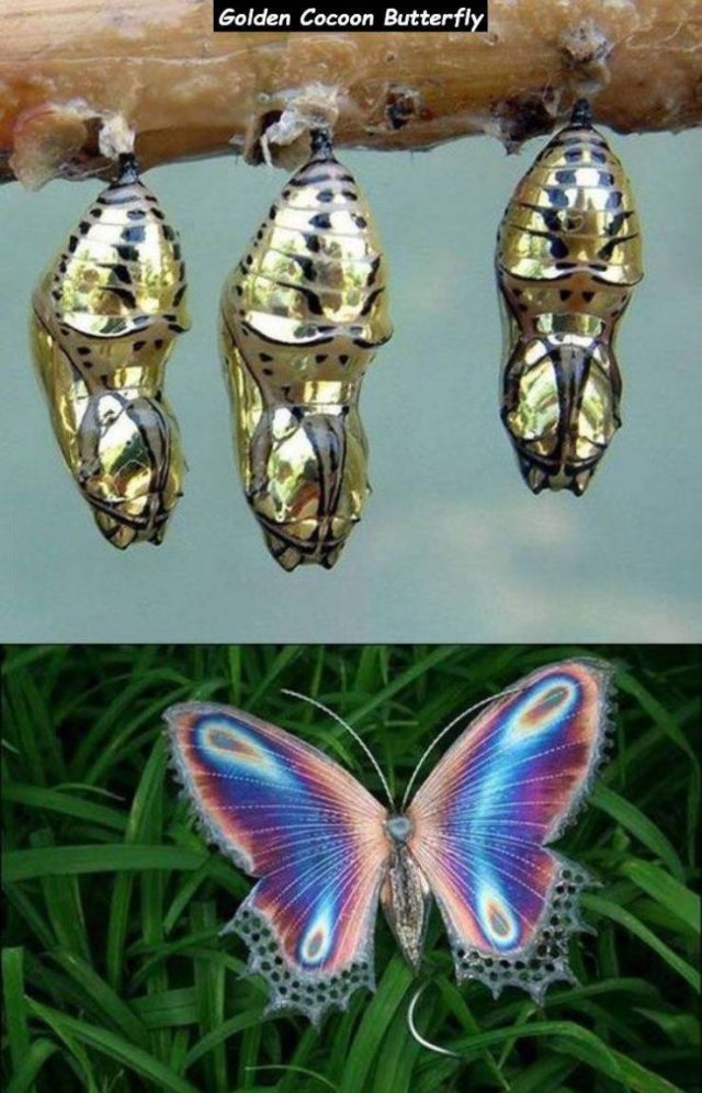 mechanitis polymnia - Golden Cocoon Butterfly