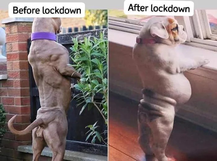 buff dog - Before lockdown After lockdown