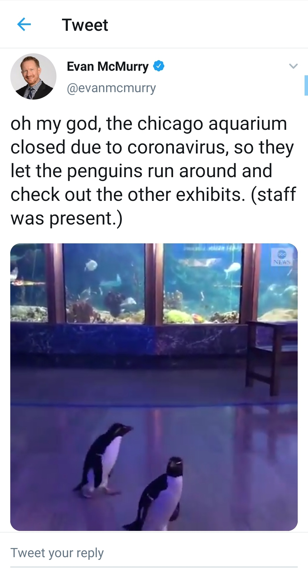 water - Tweet Evan McMurry oh my god, the chicago aquarium closed due to coronavirus, so they let the penguins run around and check out the other exhibits. staff was present. Tweet your
