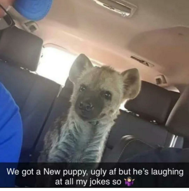 photo caption - We got a New puppy, ugly af but he's laughing at all my jokes so