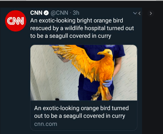 seagull covered in curry - Cnn Ane Cnn 3h An exoticlooking bright orange bird, rescued by a wildlife hospital turned out to be a seagull covered in curry Se An exoticlooking orange bird turned out to be a seagull covered in curry cnn.com