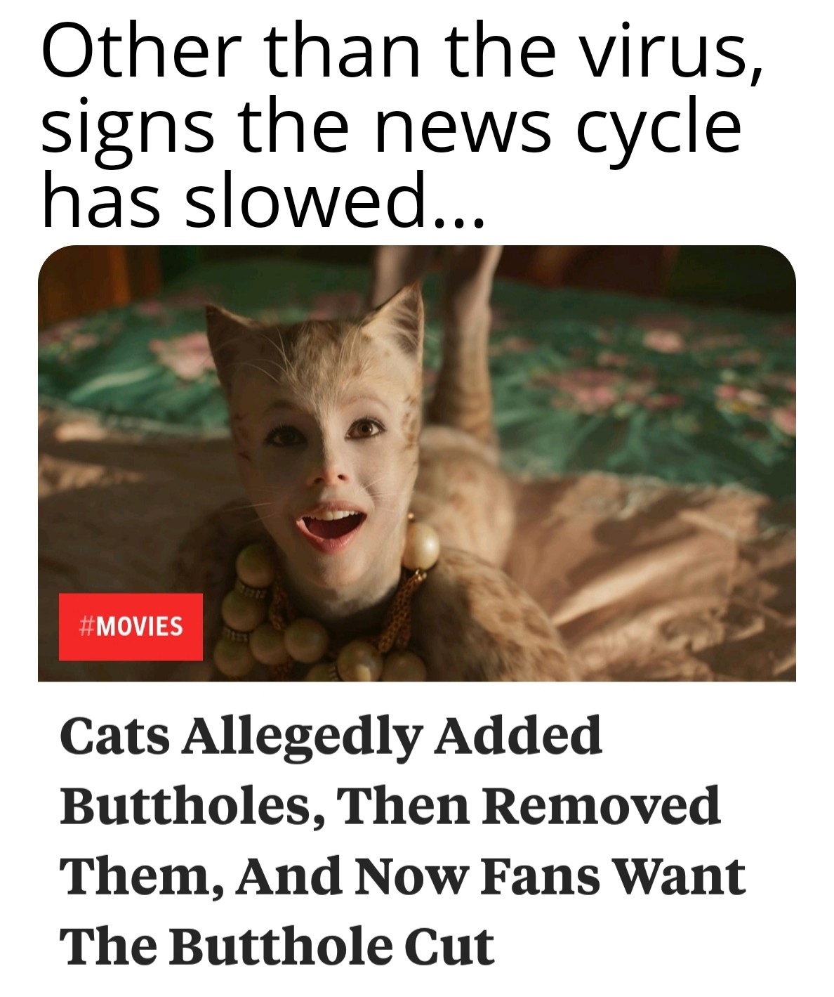 cambria font - Other than the virus, signs the news cycle has slowed... Cats Allegedly Added Buttholes, Then Removed Them, And Now Fans Want The Butthole Cut