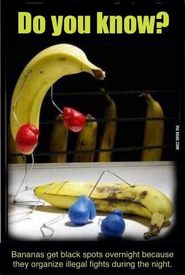 banana fight club - Do you know? Via 9GAG.Com Bananas get black spots overnight because they organize illegal fights during the night.