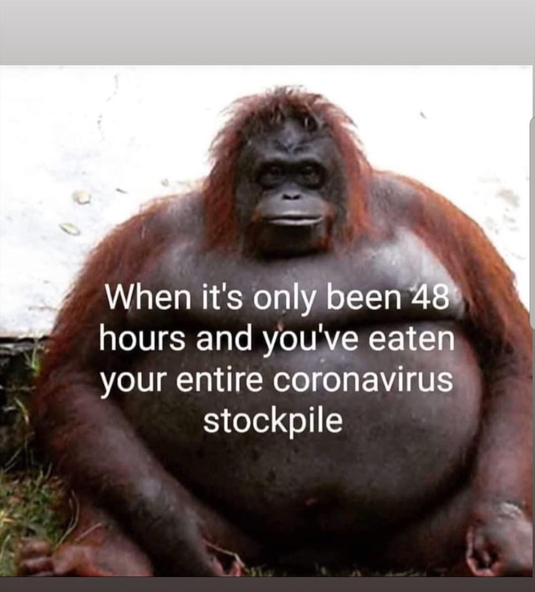 fat animals - When it's only been 48 hours and you've eaten your entire coronavirus stockpile