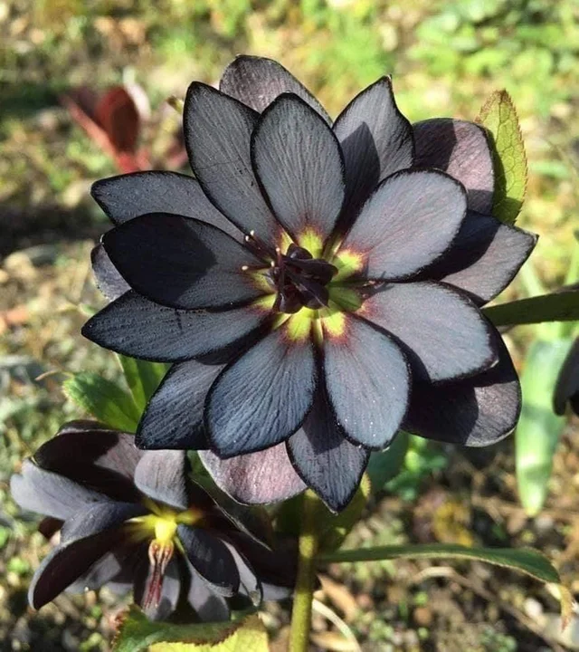 real black lotus flower