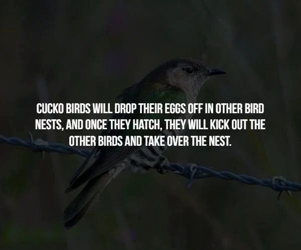 beak - Cucko Birds Will Drop Their Eggs Off In Other Bird Nests, And Once They Hatch, They Will Kick Out The Other Birds And Take Over The Nest.