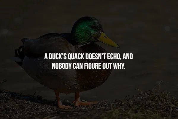 grand sport group - A Duck'S Quack Doesn'T Echo, And Nobody Can Figure Out Why.