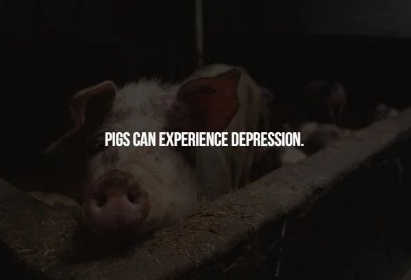 snout - Pigs Can Experience Depression.