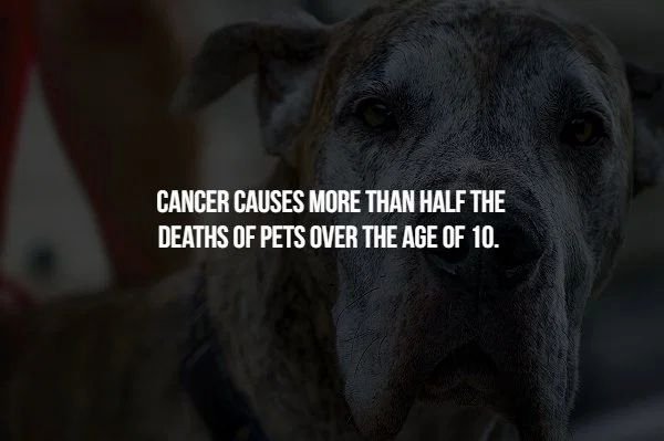 snout - Cancer Causes More Than Half The Deaths Of Pets Over The Age Of 10.