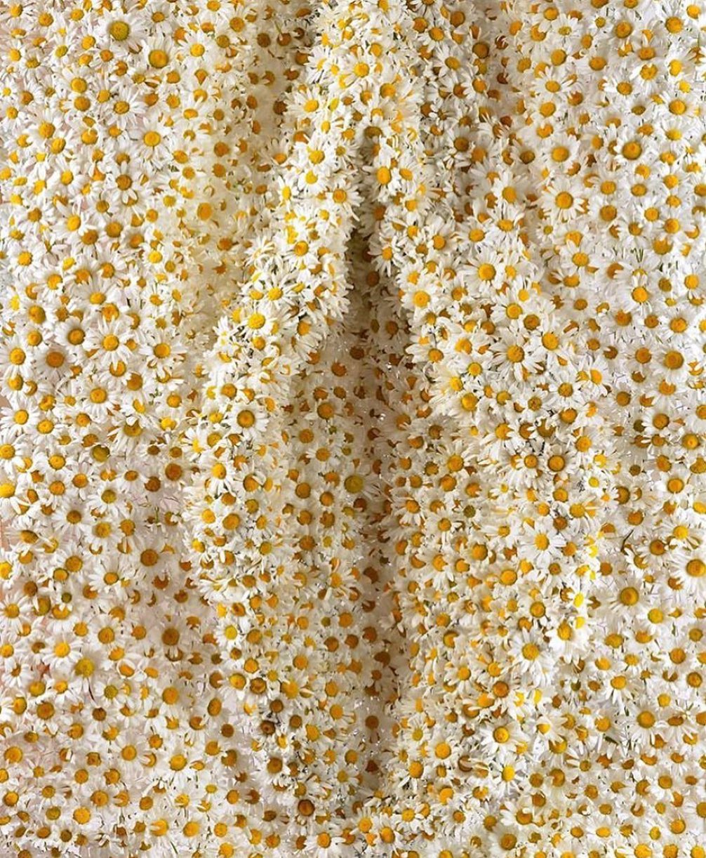 daisy vagina