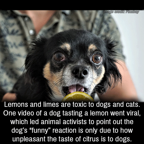 dogs petting humans - Image Red Lemons and limes are toxic to dogs and cats. One video of a dog tasting a lemon went viral, which led animal activists to point out the dog's "funny" reaction is only due to how unpleasant the taste of citrus is to dogs.