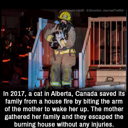Conflagration - image credit Edmonton JournalTwitter In 2017, a cat in Alberta, Canada saved its family from a house fire by biting the arm of the mother to wake her up. The mother gathered her family and they escaped the burning house without any injurie