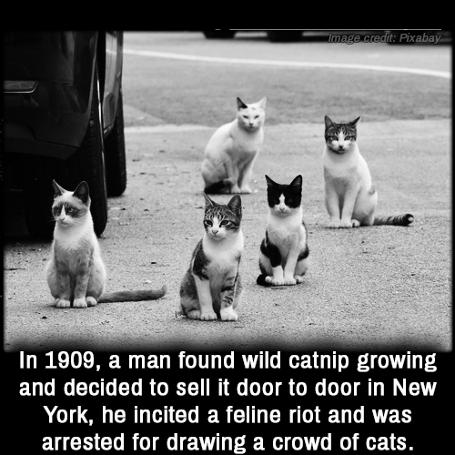 Image credit Pixabay In 1909, a man found wild catnip growing, and decided to sell it door to door in New York, he incited a feline riot and was arrested for drawing a crowd of cats.